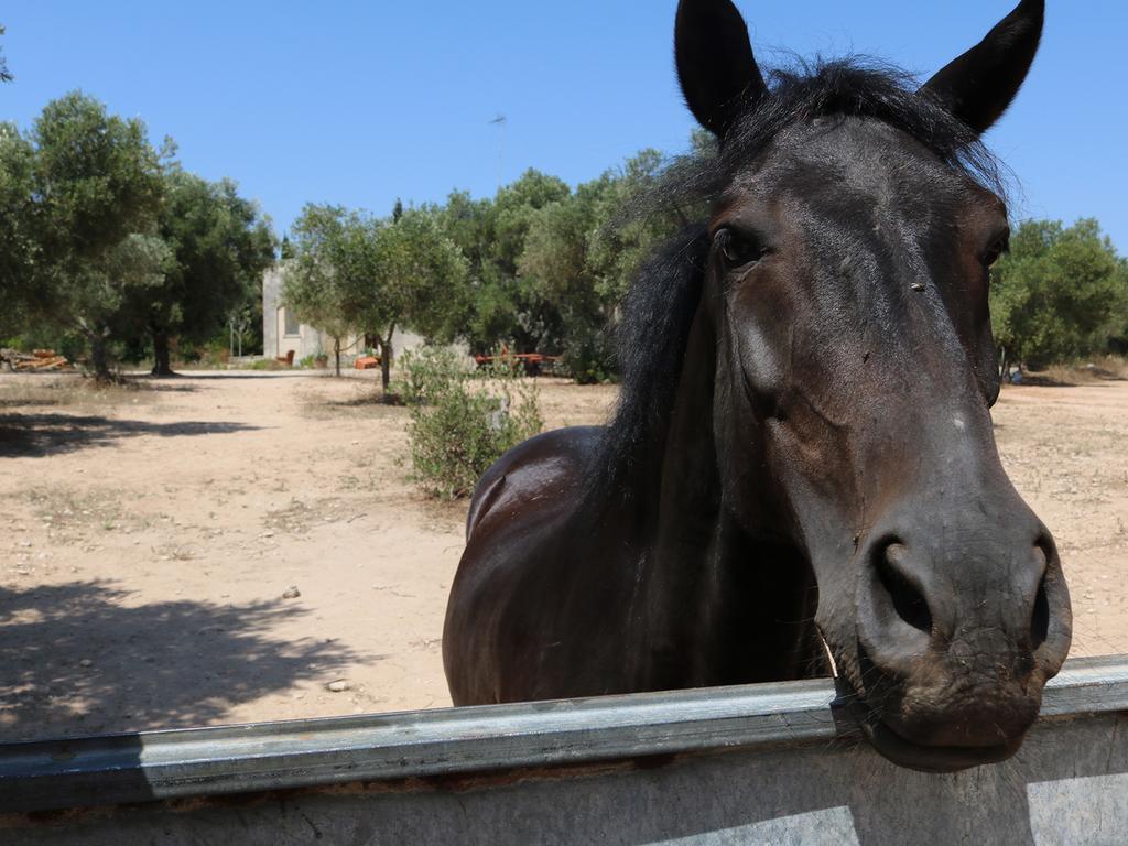 La Trottoria Agriturismo โอตรันโต ภายนอก รูปภาพ